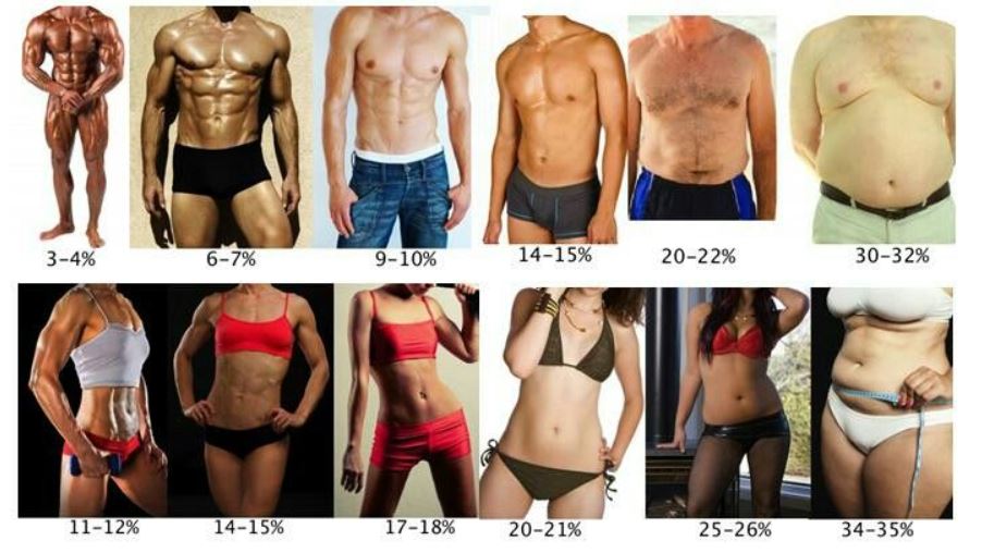bodyfat percentage examples